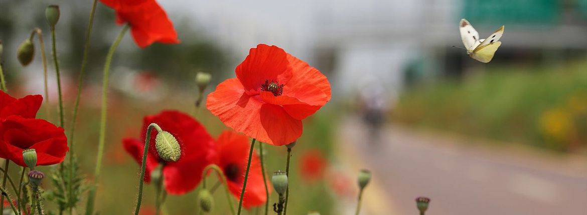 Bermbloemen vlinder / Pixabay