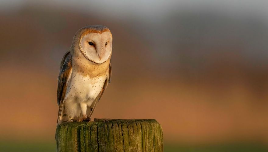 Kerkuil - Peter Fonhof - Vogelfotogalerij