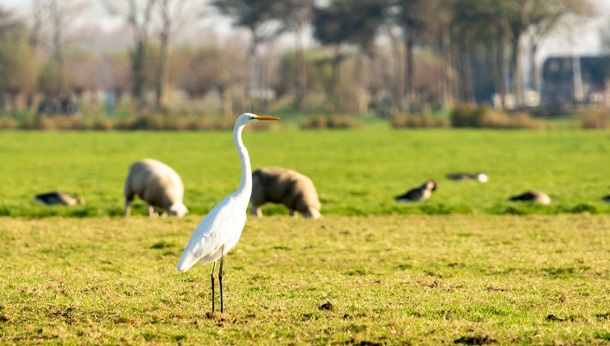 Grote zilverreiger / Caroline Pleysier Hamer - Fotogalerij