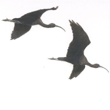 Zwarte ibis / Elwin van der Kolk