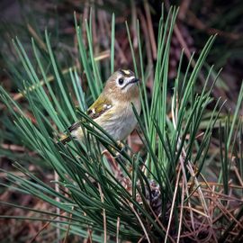 Goudhaan in naaldenkroon