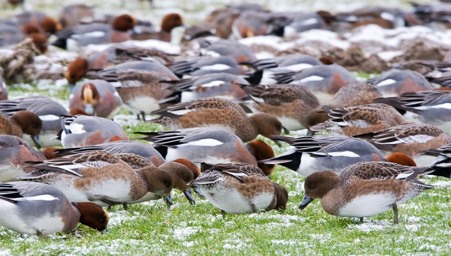 Smient / Marc Guyt, AGAMI