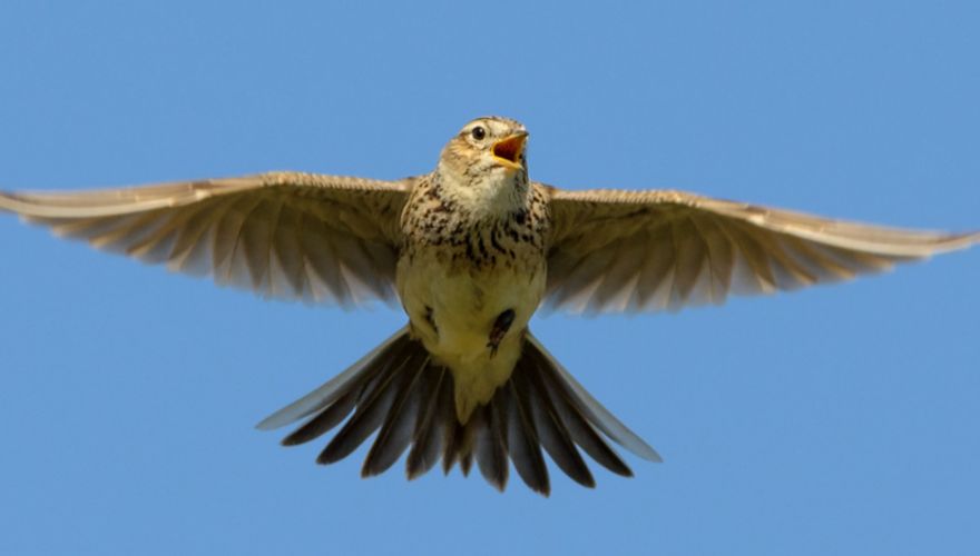 Veldleeuwerik / Shutterstock