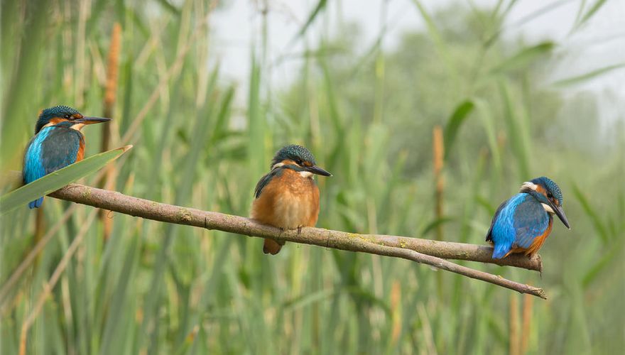 IJsvogel / Ton Dopp