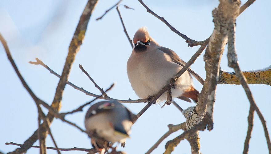 Pestvogel / Cees Witkamp