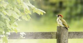 Groene specht / Shutterstock