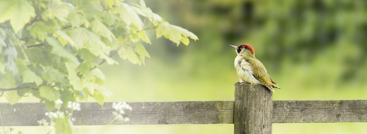 Groene specht / Shutterstock