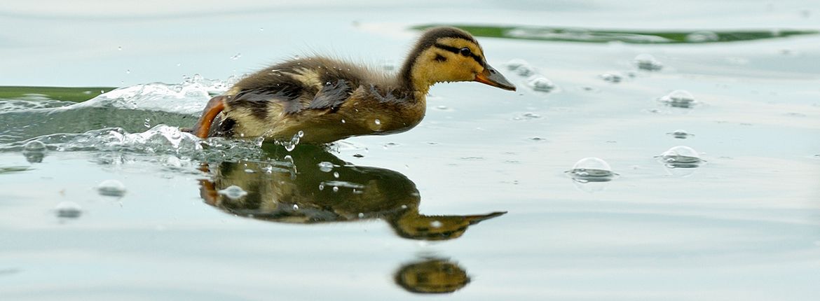 Jaar van de Wilde – de eindsprint | Vogelbescherming