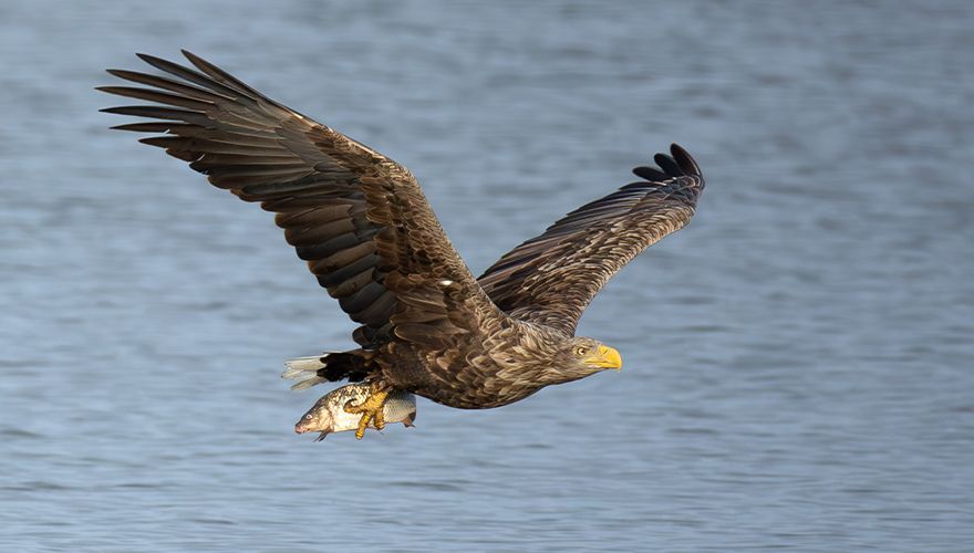 Zeearend / Nick van den Berg