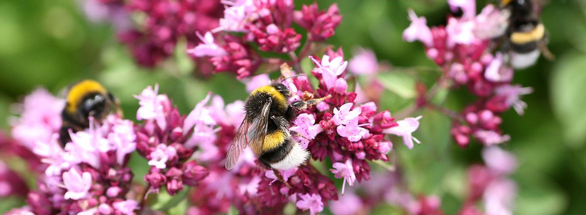 Hommel op wilde marjolein / Jasper de Ruiter