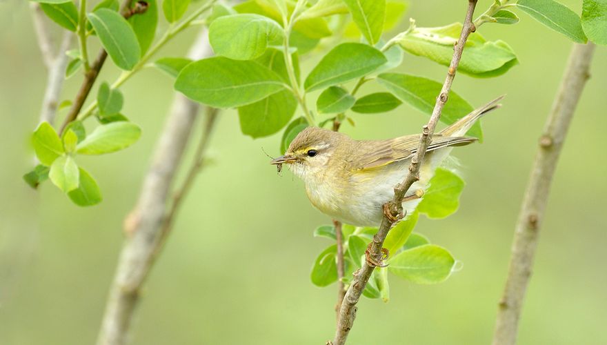 Billy kompas George Hanbury Kleine bruine vogeltjes… | Vogelbescherming