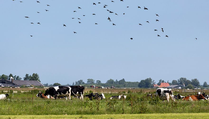 Landschap Jan Peenstra / Fred van Diem