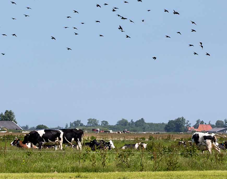 Landschap Jan Peenstra / Fred van Diem