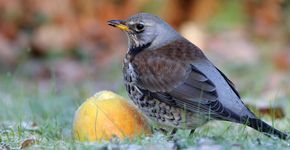 Kramsvogel / Reint Jakob Schut (Agami)