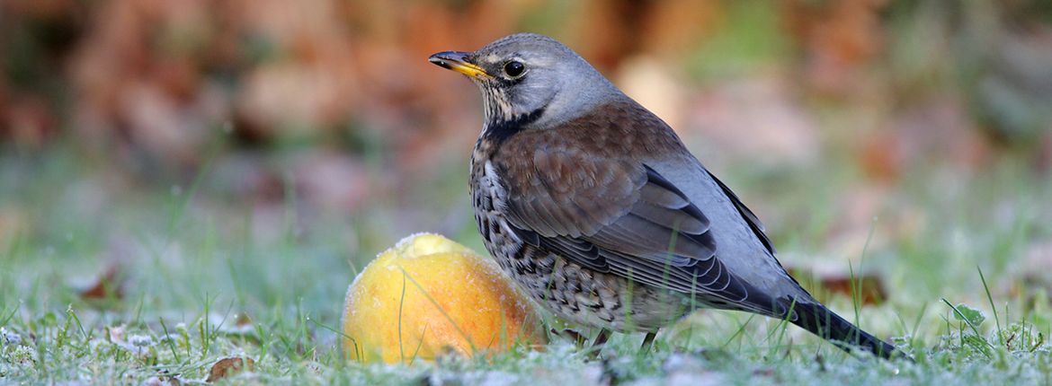 Kramsvogel / Reint Jakob Schut (Agami)