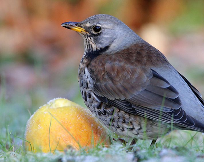 Kramsvogel / Reint Jakob Schut (Agami)