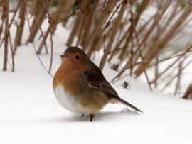 Zoekende in de sneeuw