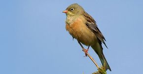 Ortolaan / Shutterstock