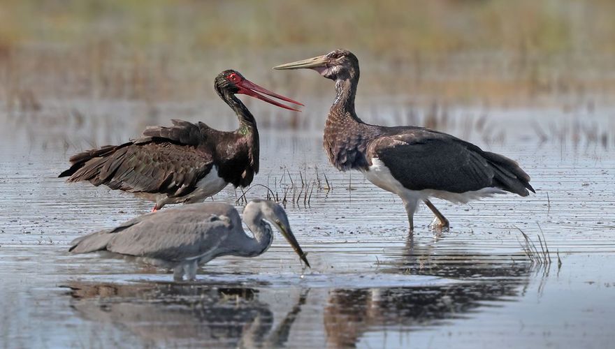 Zwarte ooievaar / Ruwan Aluvihare