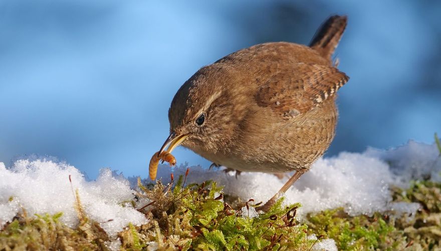 Winterkoning / Shutterstock