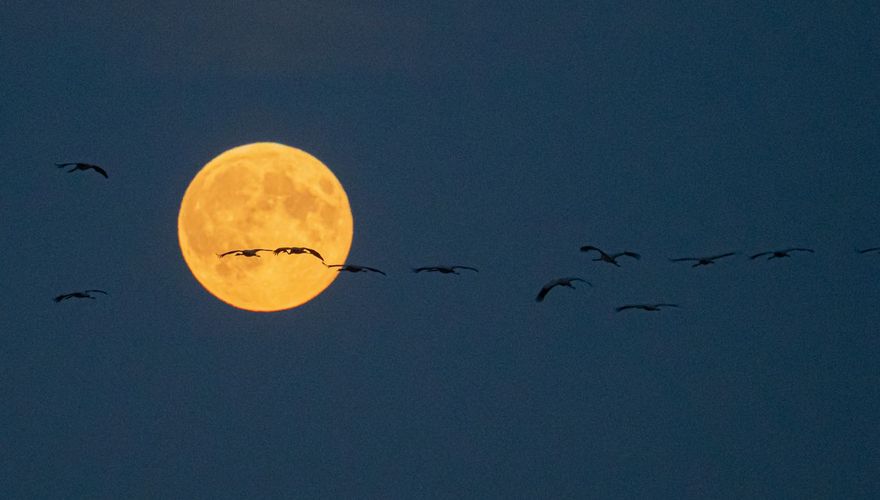 Kraanvogels bij volle maan / Hans Peeters