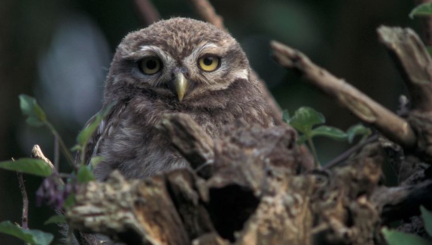 Steenuil / Ad Sprang