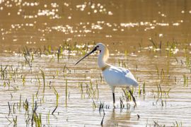 Lepelaar bij zonlicht