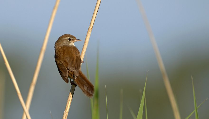 Cetti's zanger / Anton de Koning - Fotogalerij