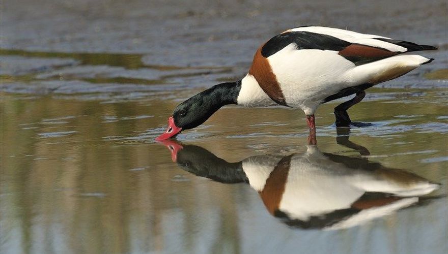 Bergeend / Jelle de Jong