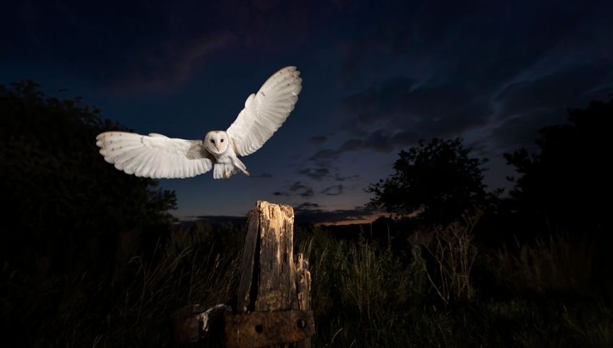 Kerkuil / Shutterstock