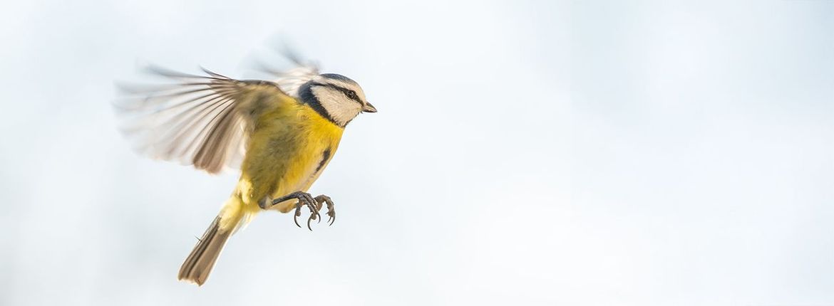 Pimpelmees / Shutterstock