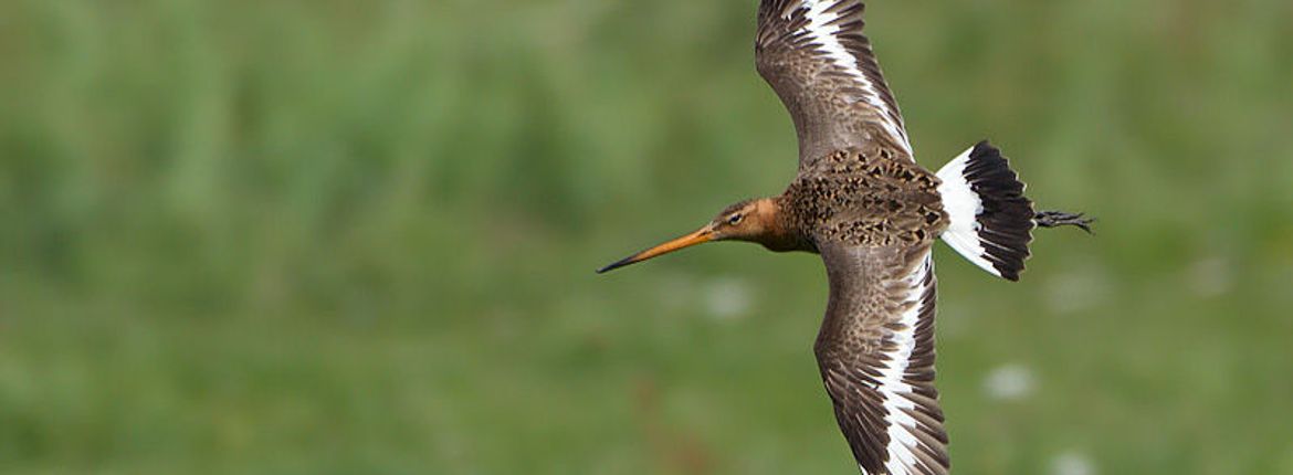 Grutto / Birdphoto