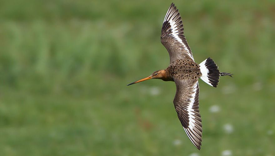 Grutto / Birdphoto