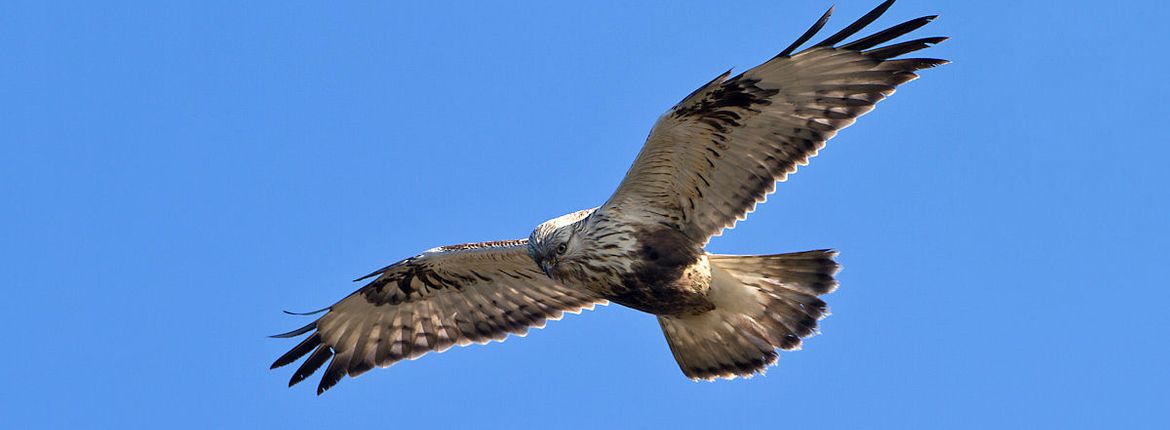 Ruigpootbuizerd / Birdphoto