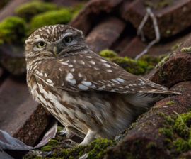 Nieuwe bezoeker in de tuin