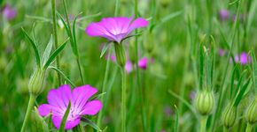 Bolderik / Hans Peeters