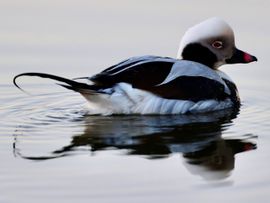IJseend op een winterse ochtend in een Boerenslootje op Texel