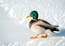 schoonheid van de wilde eend