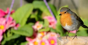 Roodborst in tuin / Pixabay