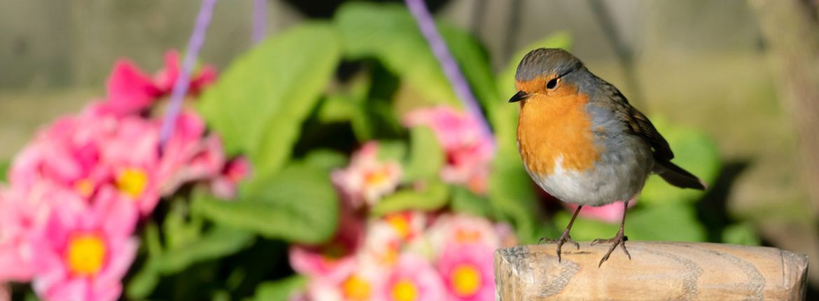 Roodborst in tuin / Pixabay