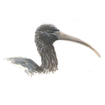 Zwarte ibis / Elwin van der Kolk