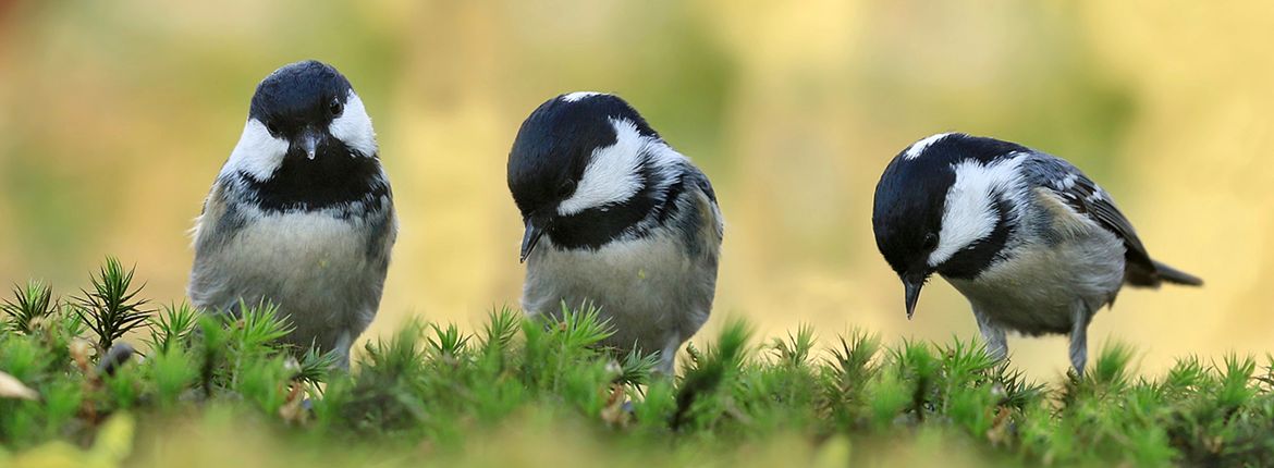 Zwarte mezen / Shutterstock