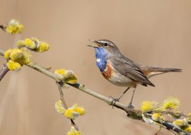 Blauwborst bij wilgenkatjes