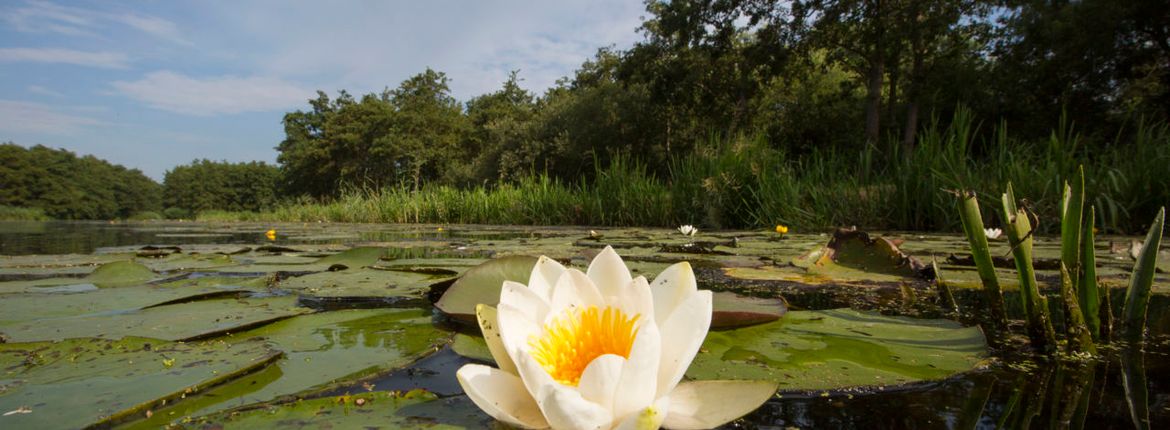 Oostelijke Vechtplassen / Agami