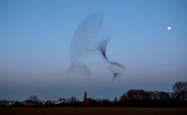 Spectaculaire spreeuwendans.