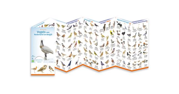 Minigids Vogels van Nederland en Belgie