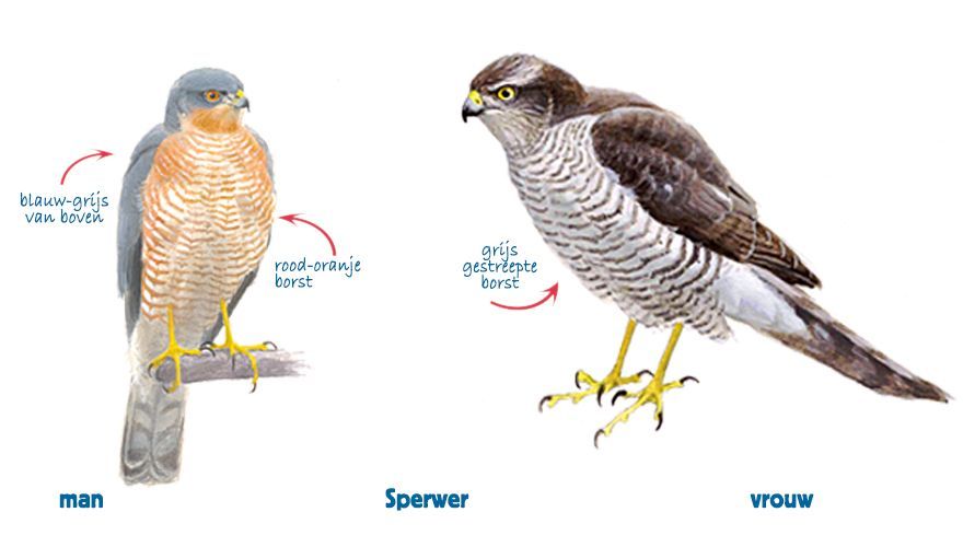 Infographic sperwer man / vrouw