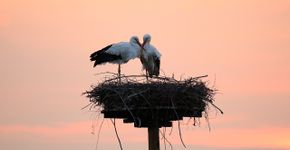 Ooievaar / Fokke Spoelstra Fotogalerij