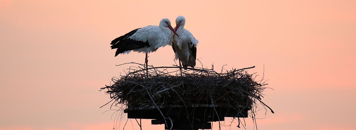 Ooievaar / Fokke Spoelstra Fotogalerij