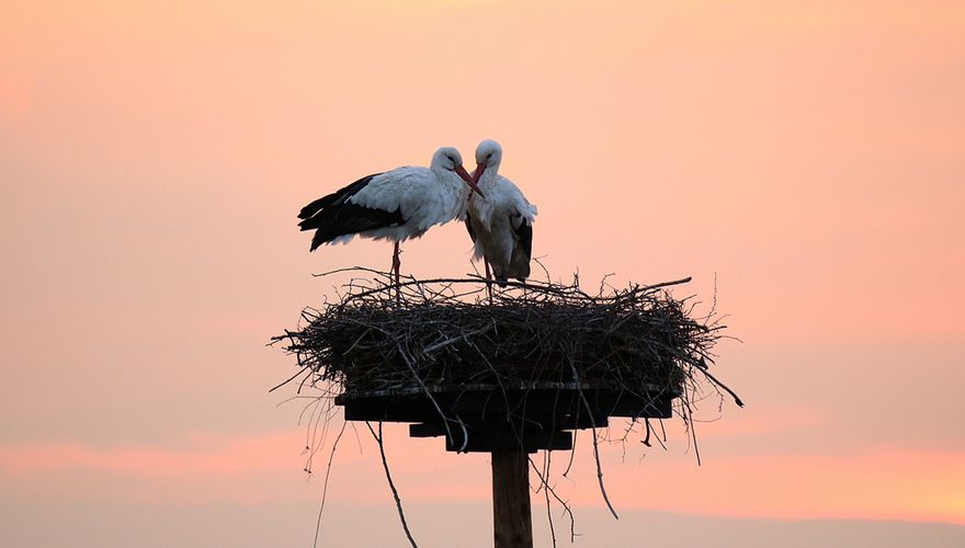 Ooievaar / Fokke Spoelstra Fotogalerij